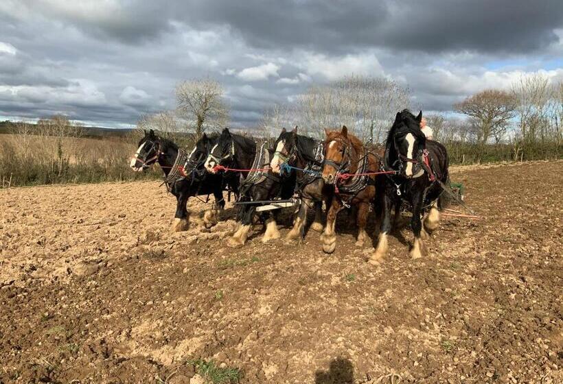 مبيت وإفطار Higher Biddacott Farm