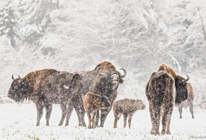 הוסטל Gościniec Biebrzański