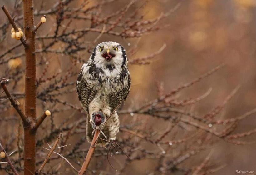 הוסטל Gościniec Biebrzański
