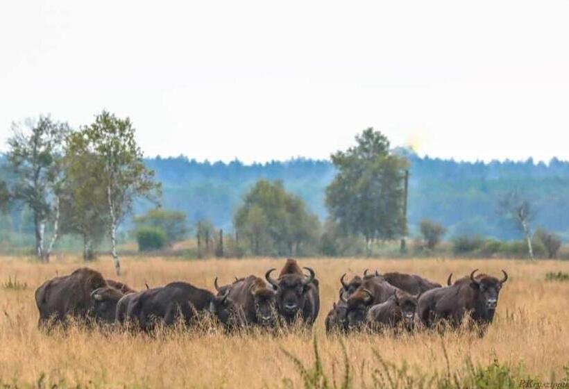 הוסטל Gościniec Biebrzański