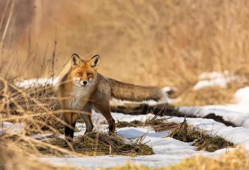 הוסטל Gościniec Biebrzański