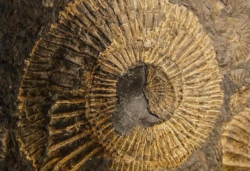 ユースホステル Noclegi Jurapark Krasiejów