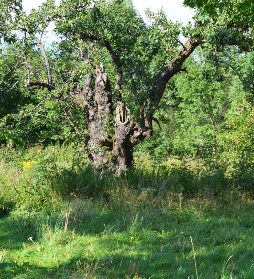 酒店 Gospodarstwo Agroturystyczne Chata Na Izerskim Wzgórzu
