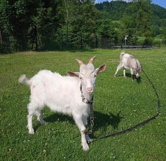 ホテル Agroturystyka U Chlebków