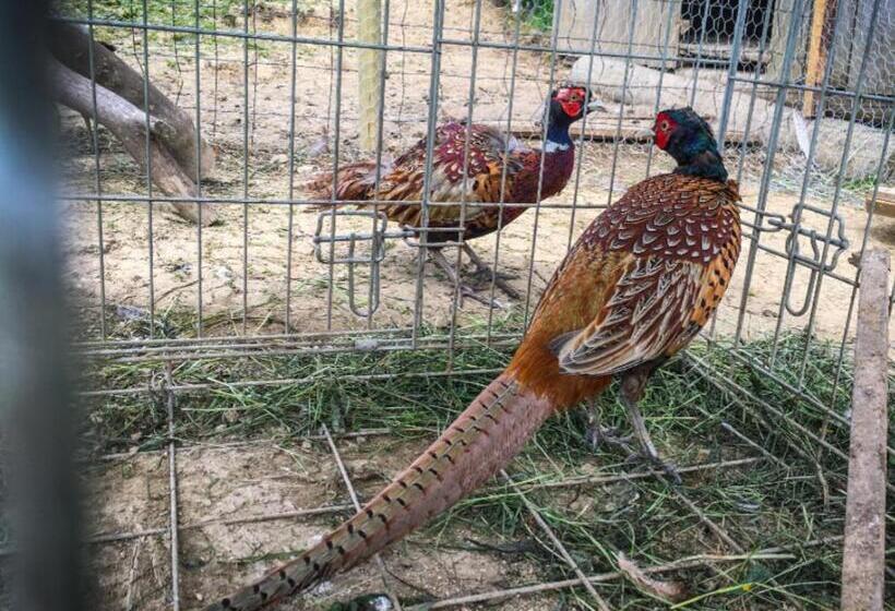 هتل Agrotatry U Stachy