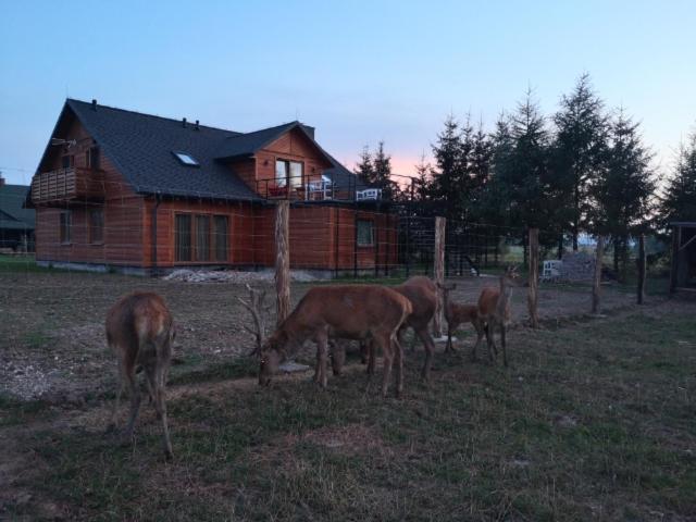 酒店 Noclegi święta Katarzyna ,, Pod Jeleniami Prawdziwymi