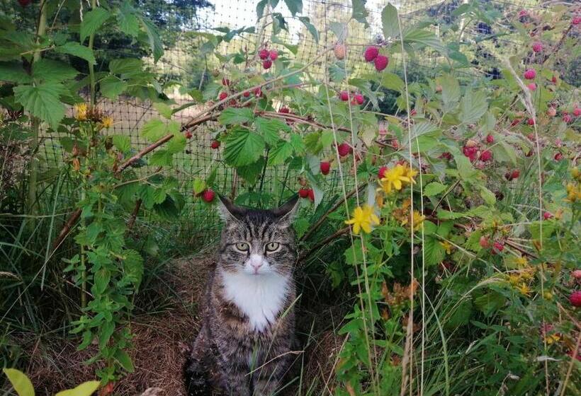 تختخواب و صبحانه Villa Nostalgia