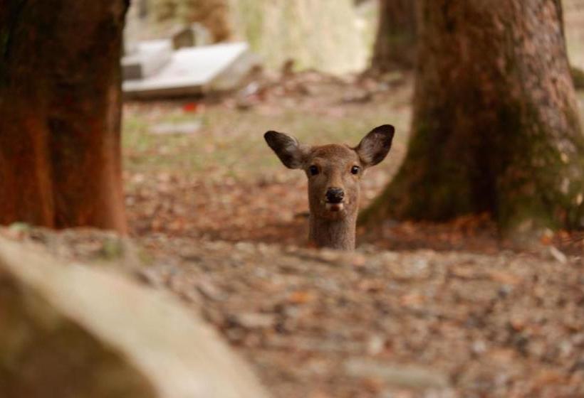 酒店 Noborioji  Nara