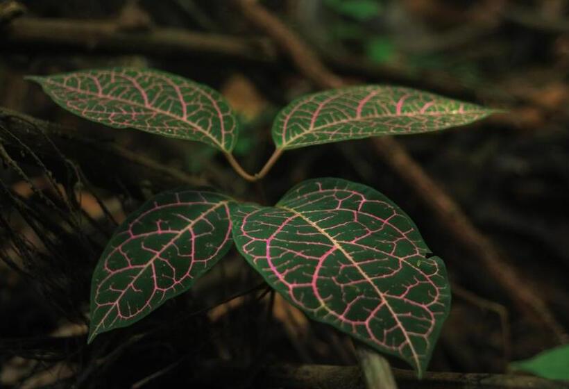 پانسیون Hipilandia Amazonas Hostel