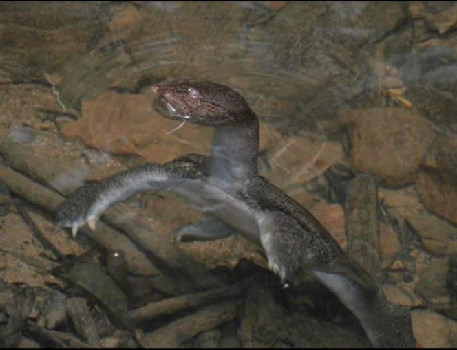 پانسیون Bukit Lawang Adventum