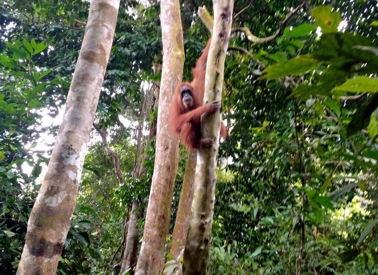 پانسیون Bukit Lawang Adventum
