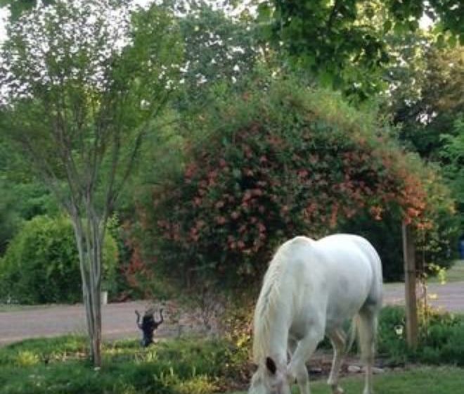 مبيت وإفطار Meadow View Farm