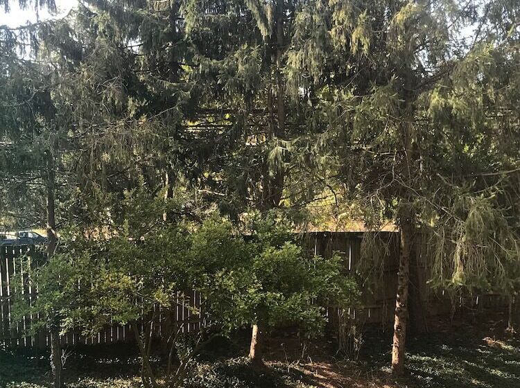 Bed and Breakfast Wild Wisteria