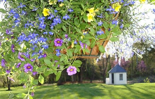 Chestnut Hill Bed & Breakfast