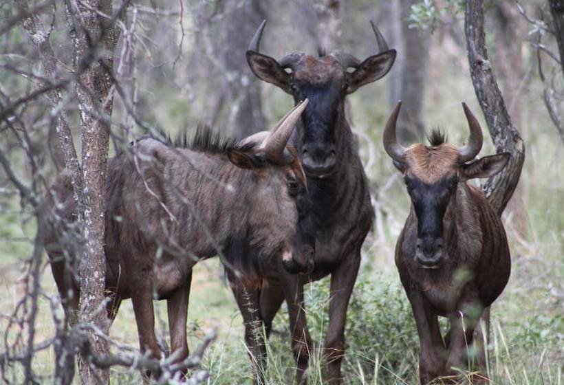 ホテル Zwahili Game Lodge & Spa