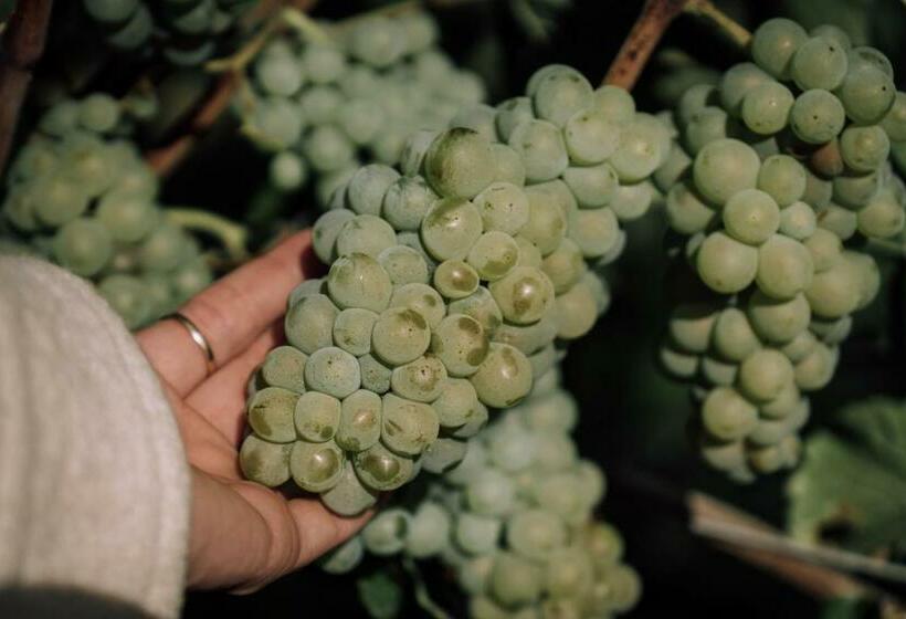 ペンション Weingut Und Gästehaus Holger Alt