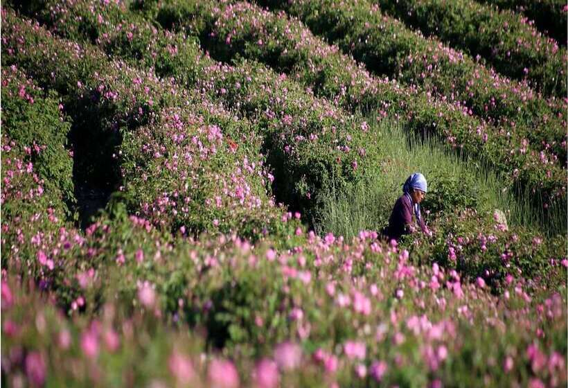 فندق Lavanta Villa