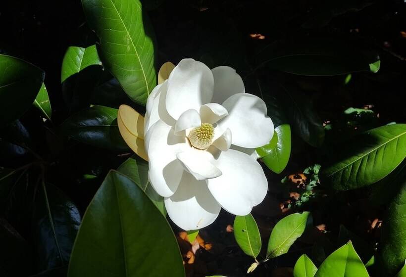 住宿加早餐  Hummingbird Inn