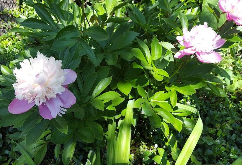 住宿加早餐  Hummingbird Inn