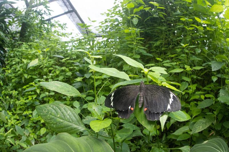 پانسیون Batchelor Butterfly Farm