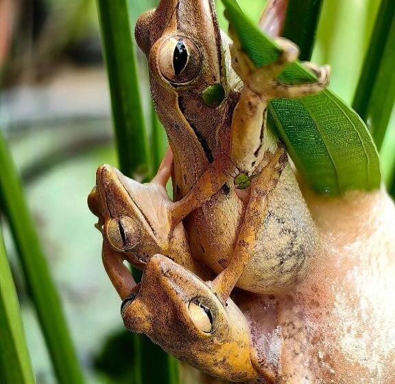 فندق Khao Sok Country Resort