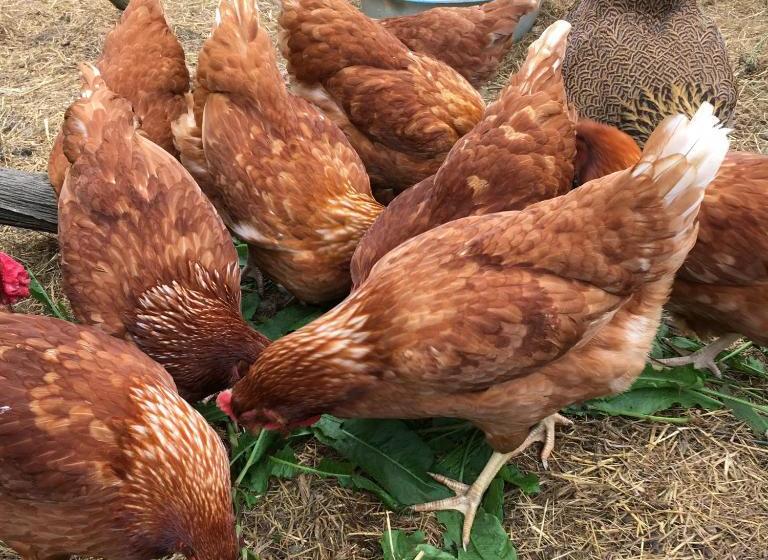 مبيت وإفطار Starnash Farmhouse