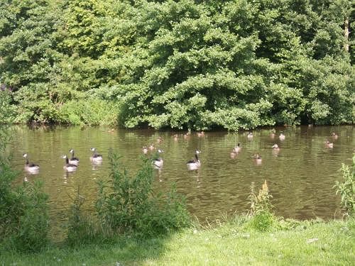 פנסיון Penybryn House