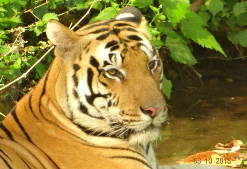ホテル Windsor Tiger Resort