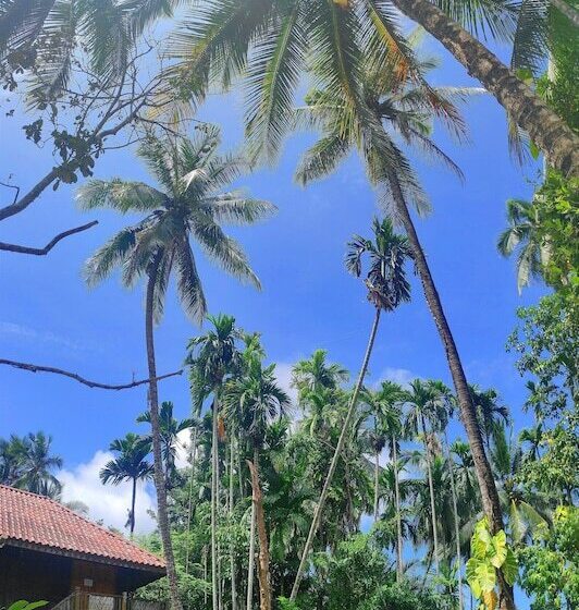 هتل S Ekar Pinang Langkawi