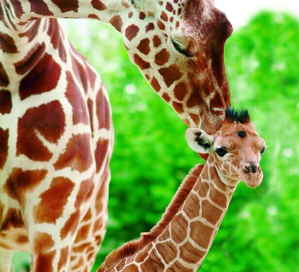 Курорт Topparken – Parc Ijsselhoeve