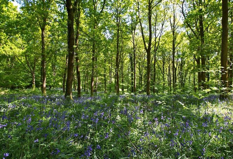 إقامة The Forest Coach House   Minutes From The Forest