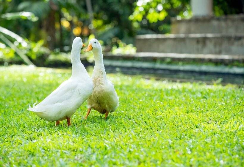 Отель Apa Villa Illuketia