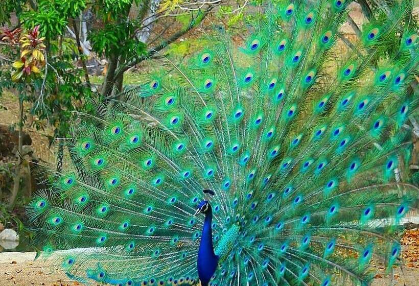 فندق Entre Pinos