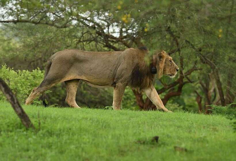 فندق Aramness Gir National Park