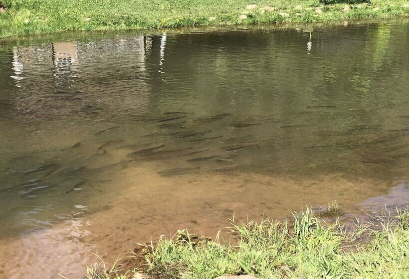 Elk Springs Resort