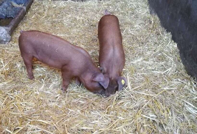 פנסיון Haus Am See