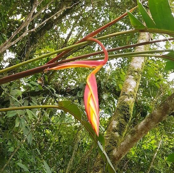 فندق La Penal Amazon Lodge