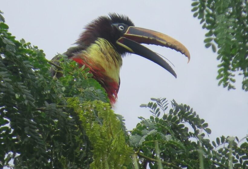 فندق Alta Vista Amazon Lodge