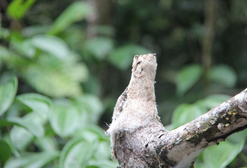 فندق Green Forest Ecolodge