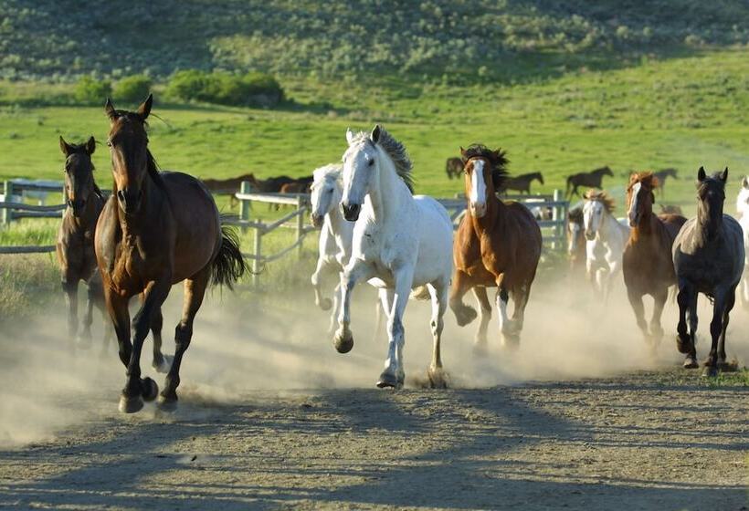فندق Sundance Guest Ranch