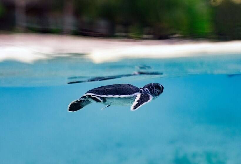 酒店 The Reef Dive Resort