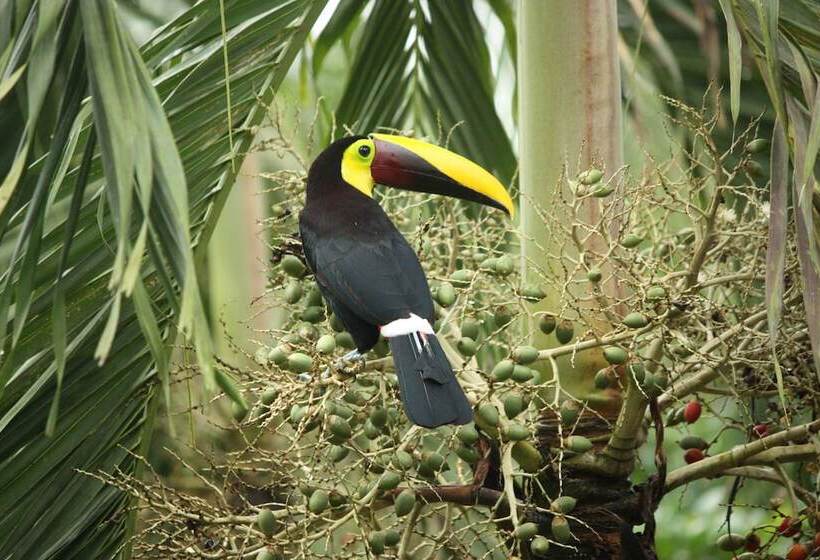 ホテル Vista Al Tortuguero