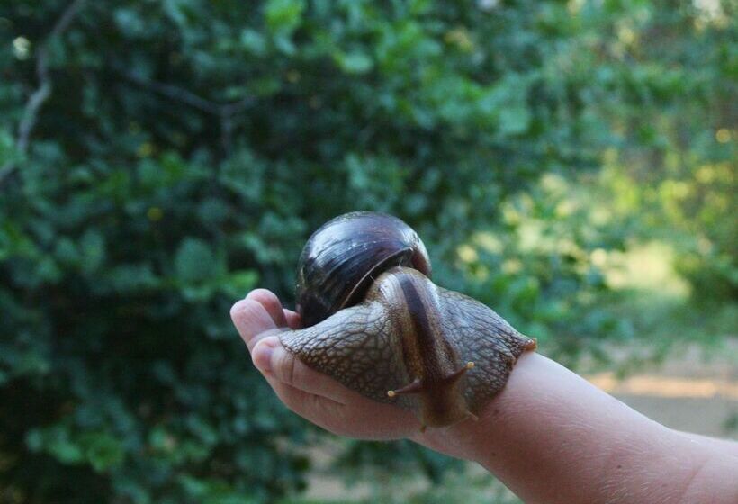 ホテル Baobab Ridge Private Lodge