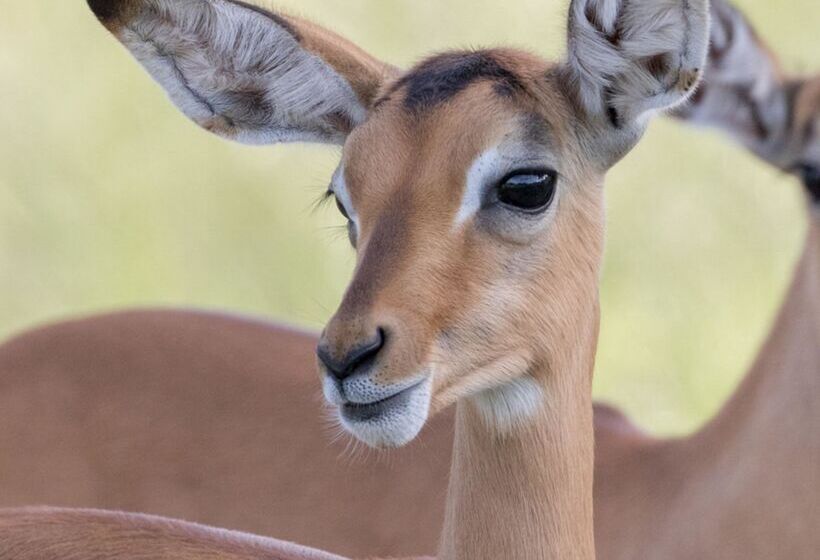 ホテル Baobab Ridge Private Lodge