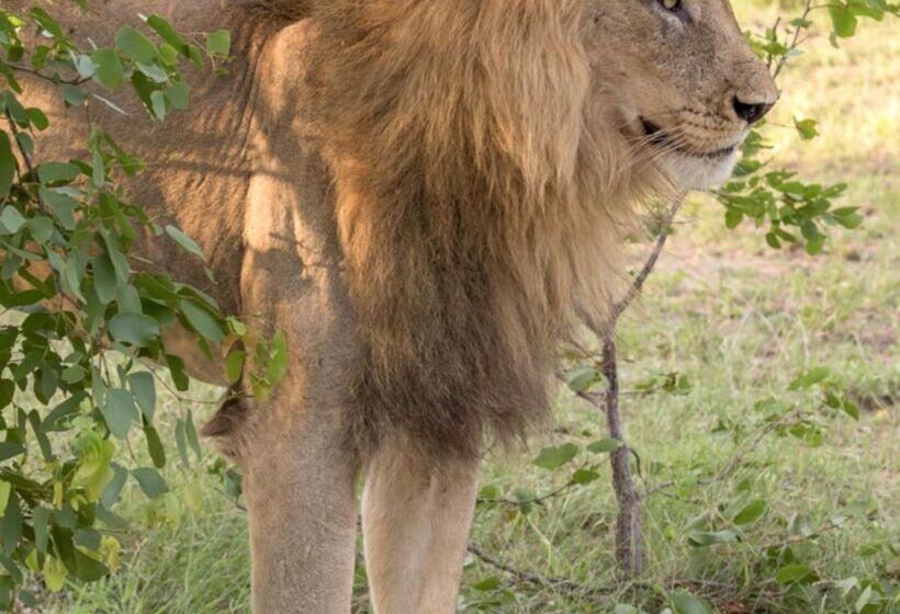 ホテル Baobab Ridge Private Lodge