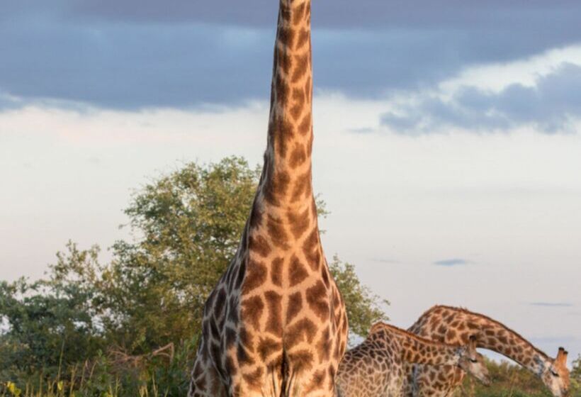 ホテル Baobab Ridge Private Lodge