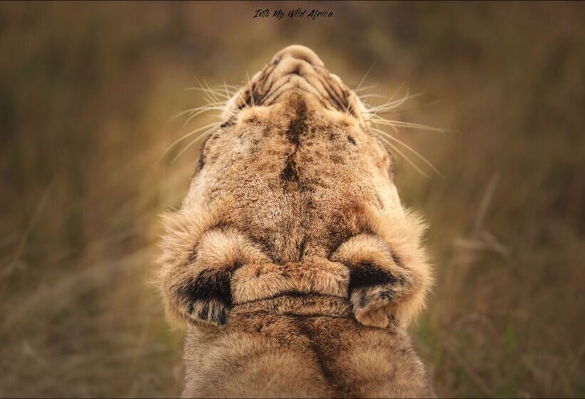 ホテル Baobab Ridge Private Lodge