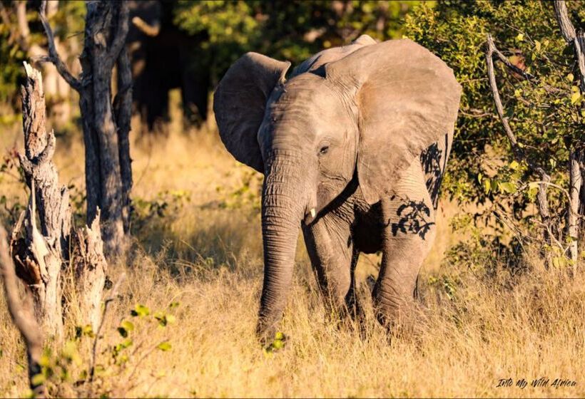 ホテル Baobab Ridge Private Lodge