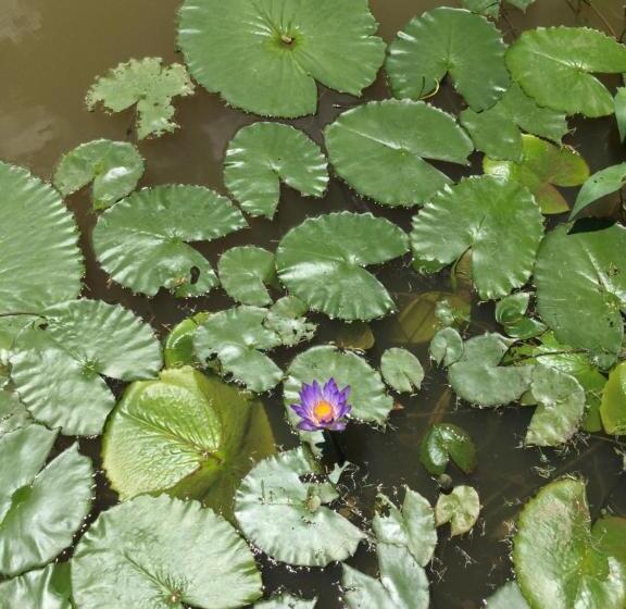 膳宿费 Baan Suan La Moon