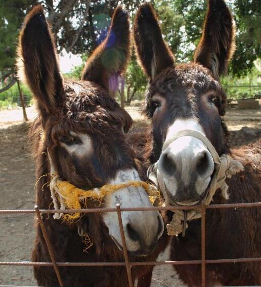 هتل Duca Di Castelmonte